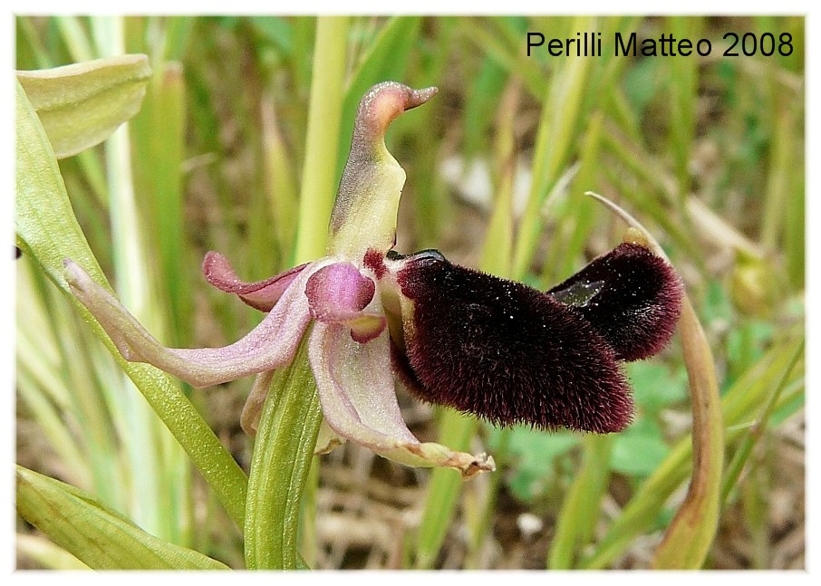 Ophrys bertolonii o explanata?